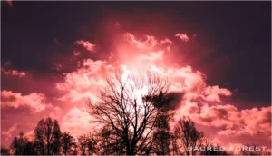 Sacred Forest - VideoStill © design by Rob Koning